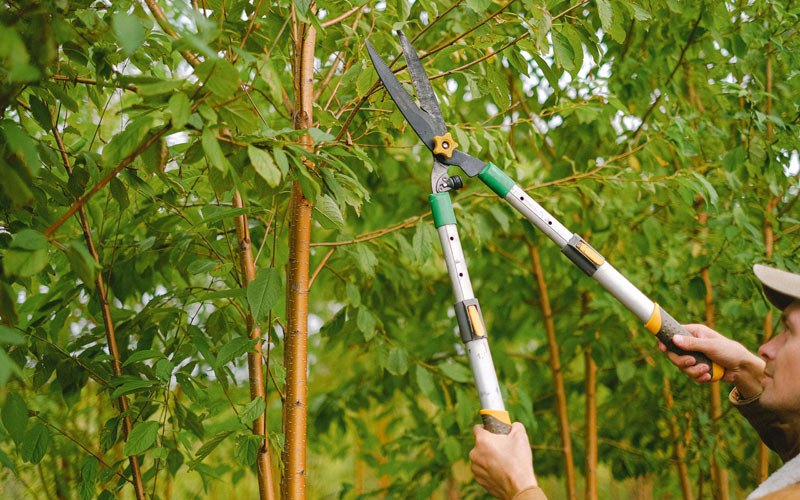 Tree trimming in Springfield, KY